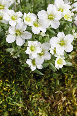 Mossteenbreek (Saxifraga (A) 'Schneeteppich')