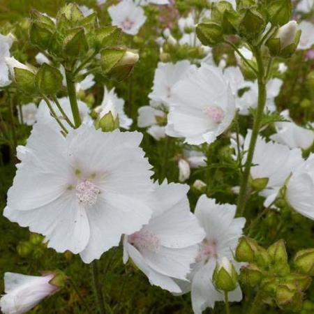 Muskuskaasjeskruid (Malva moschata 'Alba') - Tuinplanten