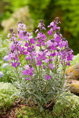 Muurbloem (Erysimum 'Bowles Mauve')