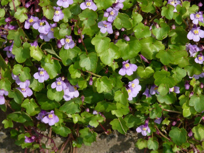 Muurleeuwebek (Cymbalaria muralis)