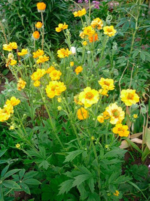 Nagelkruid (Geum chiloense ‘Lady Stratheden’)