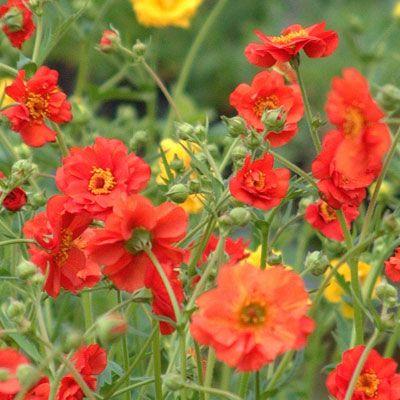 Nagelkruid (Geum chiloense 'Mrs Bradshaw')