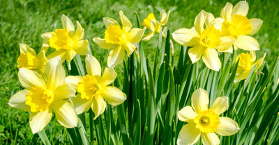 Narcis Holland Sensation - 15 stuks