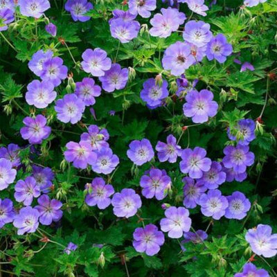 Ooievaarsbek (Geranium Rozanne)