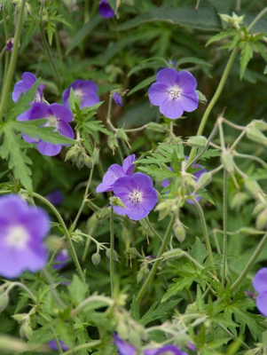 Ooievaarsbek (Geranium 'Brookside')