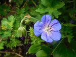Ooievaarsbek (Geranium 'Johnson's Blue')