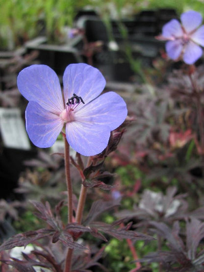 Ooievaarsbek (Geranium 'Midnight Reiter') - Tuinplanten