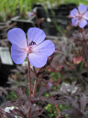 Ooievaarsbek (Geranium 'Midnight Reiter')