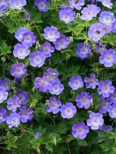 Ooievaarsbek (Geranium 'New Dimension')