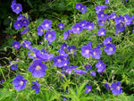 Ooievaarsbek (Geranium 'Orion') - Tuinplanten