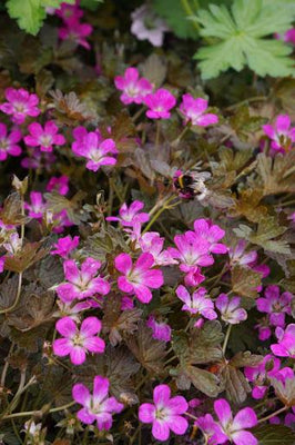 Ooievaarsbek (Geranium 'Orkney Cherry')