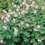 Ooievaarsbek (Geranium cantabrigiense 'Biokovo') - Tuinplanten