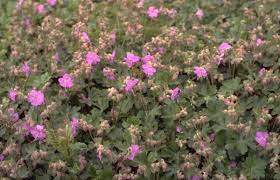 Ooievaarsbek (Geranium cantabrigiense 'Karmina')