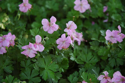 Ooievaarsbek (Geranium dalmaticum)