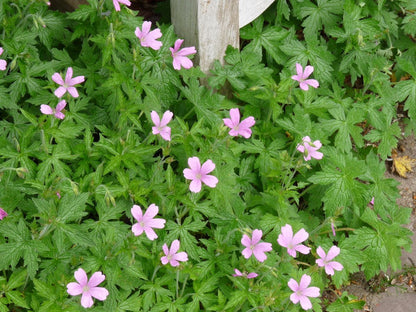 Ooievaarsbek (Geranium endressii 'Wargrave Pink') - Tuinplanten