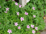 Ooievaarsbek (Geranium endressii 'Wargrave Pink')