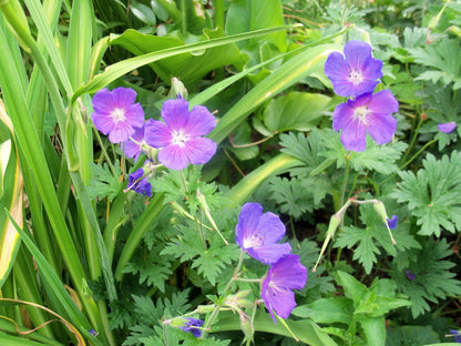 Ooievaarsbek (Geranium himalayense) - Tuinplanten
