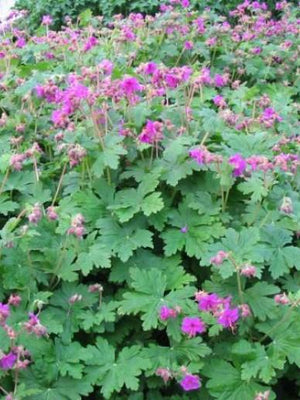 Ooievaarsbek (Geranium macr. 'Czakor.')