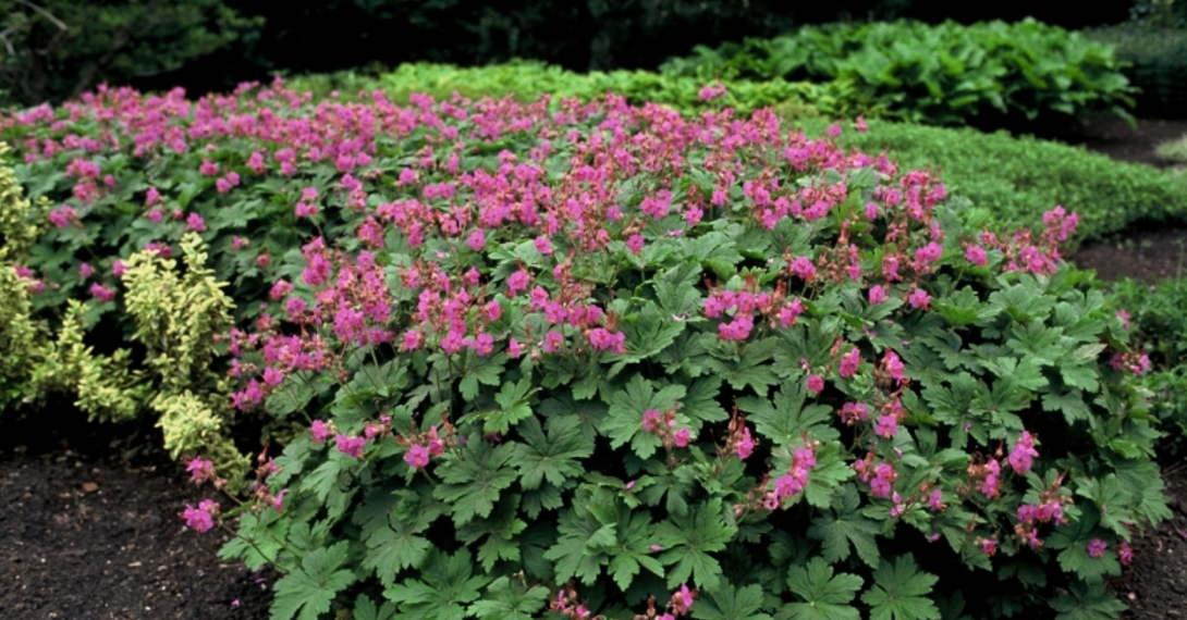 Ooievaarsbek (Geranium macr. 'Ingwersen's Var.') - Tuinplanten