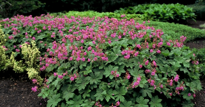 Ooievaarsbek (Geranium macr. 'Ingwersen's Var.')