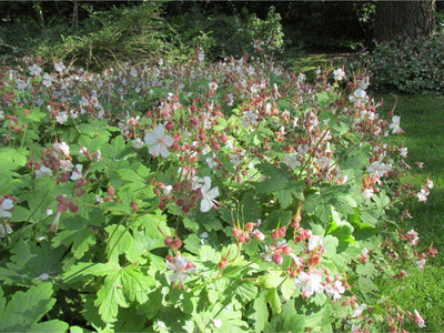 Ooievaarsbek (Geranium macr. 'Spessart')