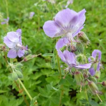 Ooievaarsbek (Geranium  phaeum var. lividum)