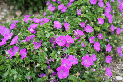 Ooievaarsbek (Geranium sanguineum)