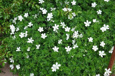 Ooievaarsbek (Geranium sanguineum 'Album')