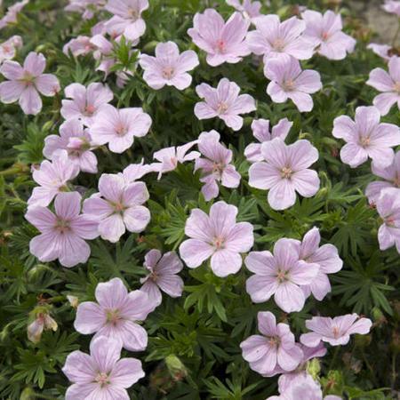 Ooievaarsbek (Geranium sanguineum 'Vision®Pink') - Tuinplanten