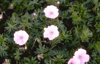 Ooievaarsbek (Geranium sanguineum var. striatum)