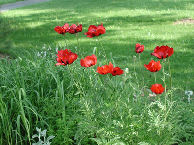 Oosterse klaproos (Papaver orientale 'Brilliant')