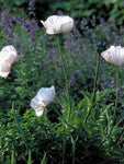 Oosterse klaproos (Papaver orientale 'Perry's White')