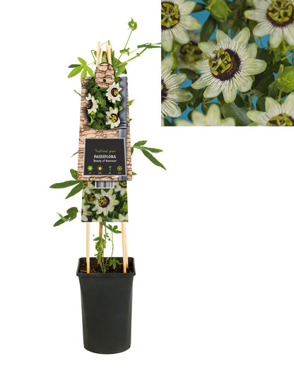 Klimplant Passiflora Beauty of Hannover (passiebloem) - Klimplanten