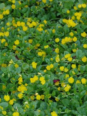 Penningskruid (Lysimachia num. 'Aurea Goldilocks')