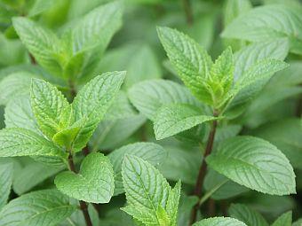 Pepermunt (Mentha x piperita)