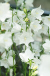 Perzikbladig klokje (Campanula persicifolia 'Alba')