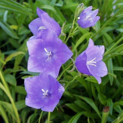 Perzikbladig klokje (Campanula persicifolia 'Coerulea') - Tuinplanten