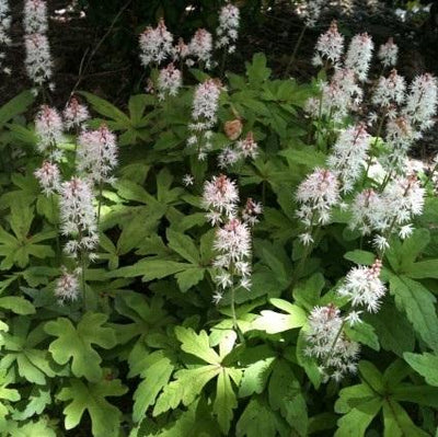 Perzische muts (Tiarella cordifolia)