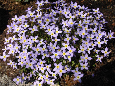 Porseleinsterretje (Houstonia caer. 'Millard's Variety')