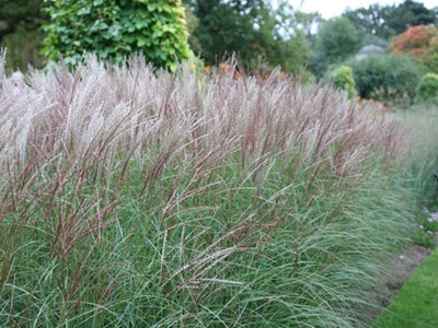 Prachtgriet (Miscanthus sin.