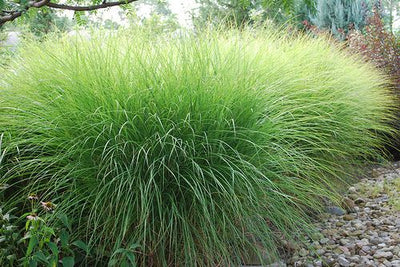 Prachtgriet (Miscanthus  sinensis 'Gracillimus')