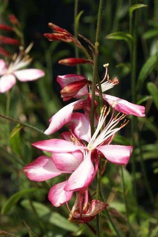 Landelijk Millimeter Maak een naam Roze en rood bloeiende planten | Megatuinshop – megatuinshop