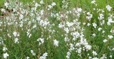 Prachtkaars (Gaura lindheimeri 'Whirling Butterfy')