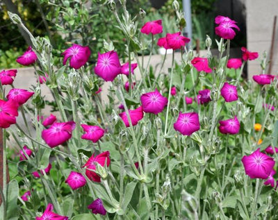 Prikneus (Lychnis coronaria)