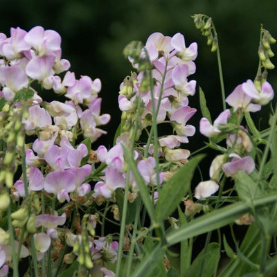 Pronkerwt (Lathyrus latifolius 'Pink Pearl')