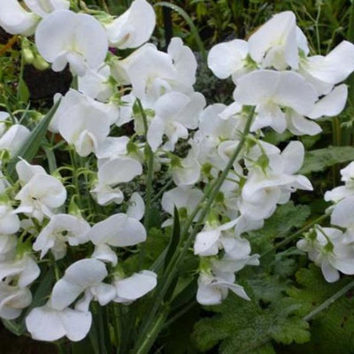 Pronkerwt (Lathyrus latifolius 'White Pearl')