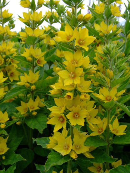 Puntwederik (Lysimachia punctata) - Tuinplanten