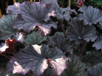 Purperklokje (Heuchera 'Black Pearl')