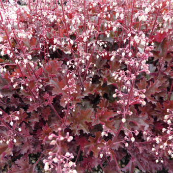 Purperklokje (Heuchera 'Crimson Curls')