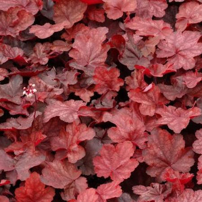 Purperklokje (Heuchera 'Fire Chief')